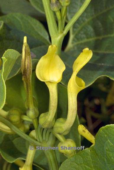 aristolochia clematitis 2 graphic